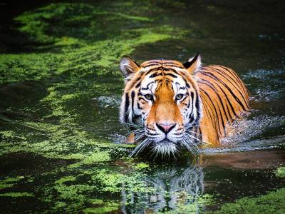 Royal Bengal Tiger, Sundarbans