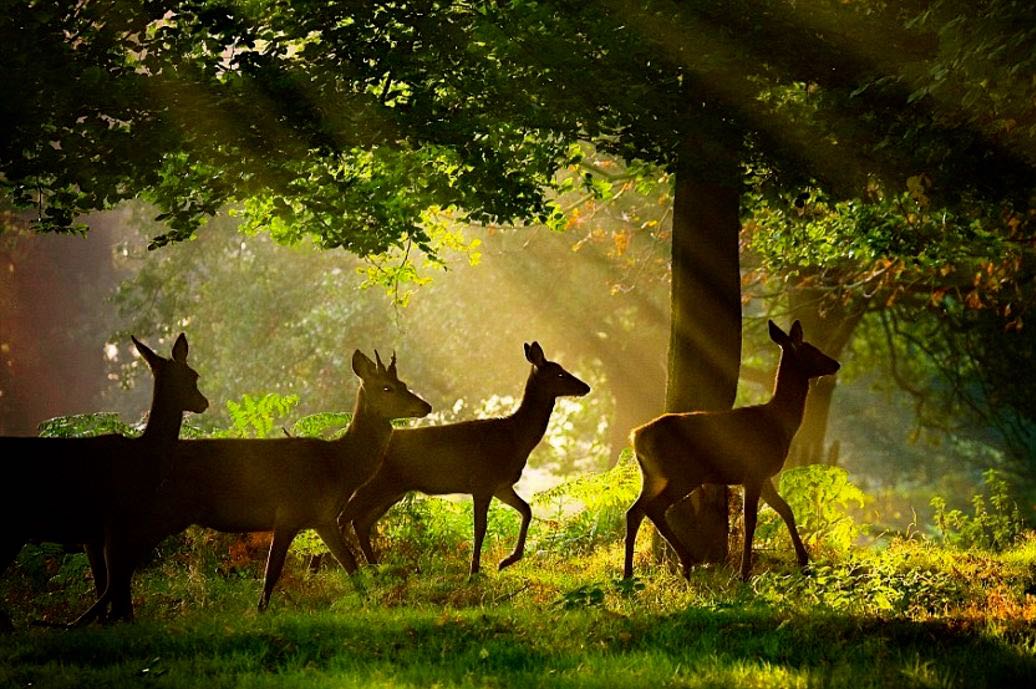 South 24 Parganas Tourism, Travel Places Guide