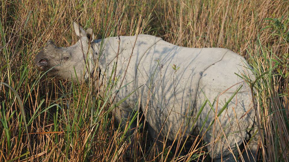 Assam Nagaon Tourism, Travel Places, Guide