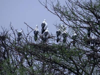 Bharatpur - Bird Century 
