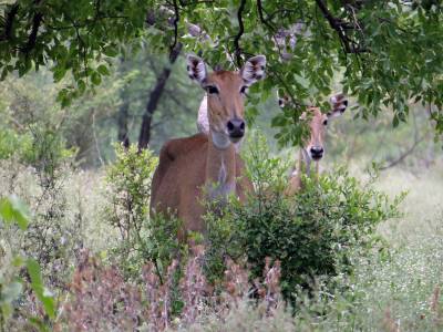 Nilgai in Reserve Forest - Wild Life Tour