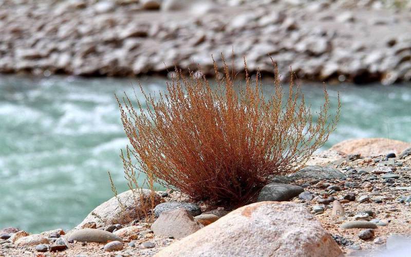 Pangong Lake Leh Ladakh