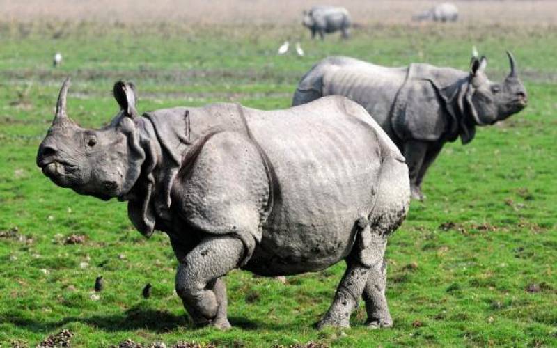 Kaziranga National Park Golaghat