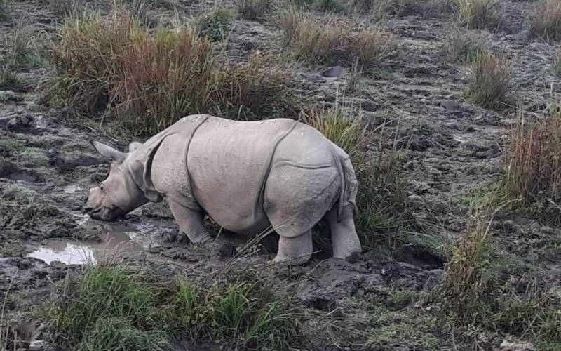 one-horned rhinoceroses
