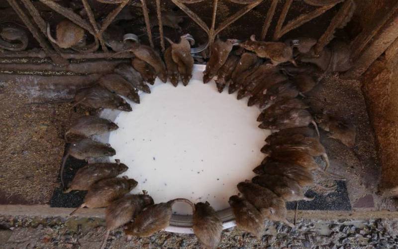 Karni Mata Temple Bikaner