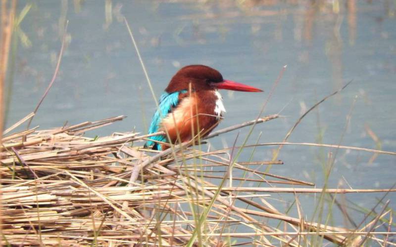Sultanpur Bird Sanctuary Gurugram