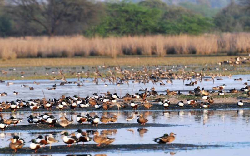 Sultanpur Bird Sanctuary Haryana