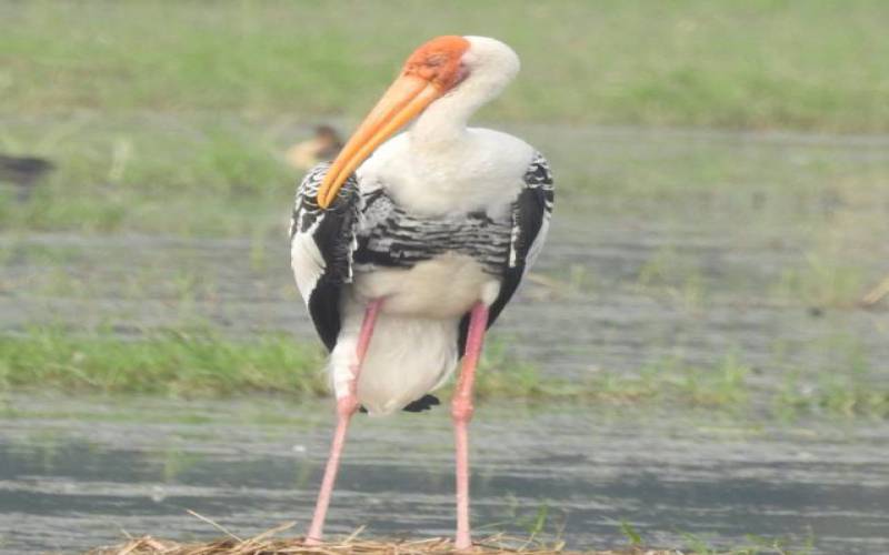 Sultanpur Bird Sanctuary