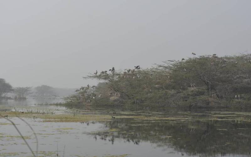Sultanpur National Park Bird Sanctuary