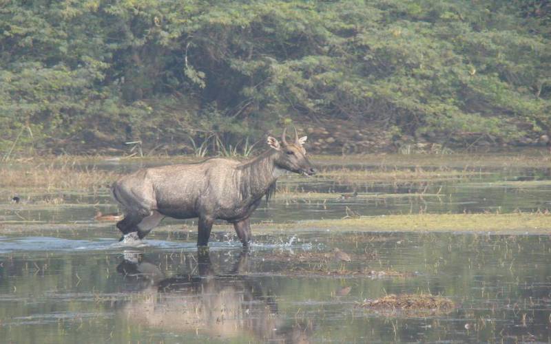Sultanpur National Park Bird Sanctuary Gurgaon