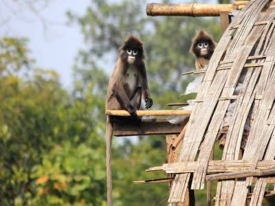 Travel Guide Sepahijala Wildlife Sanctuary, Tripura