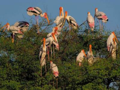 Bharatpur Bird Sanctuary & Keoladeo National Park, Entry Fees, History