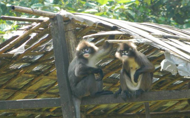 Sepahijala Wild Life Sanctuary