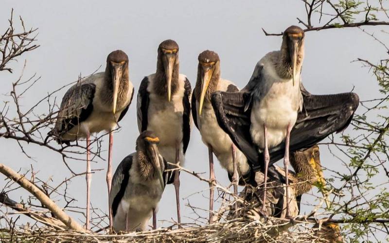 Keoladeo National Park Bharatpur