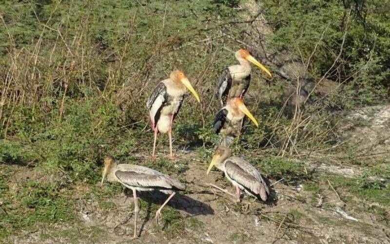 Bharatpur Bird Sanctuary Rajasthan