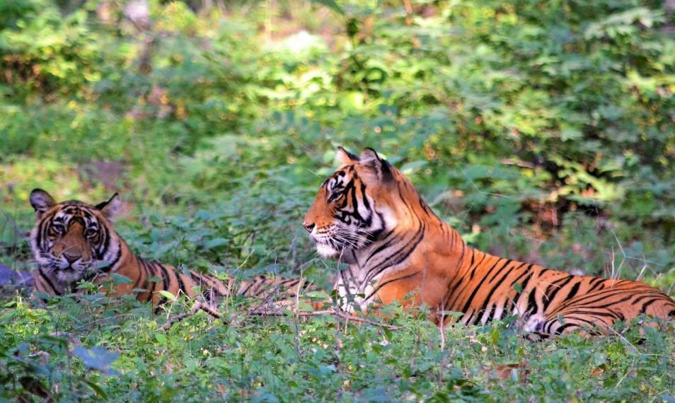 Ranthambore National Park Tiger Reserve Timings Entry