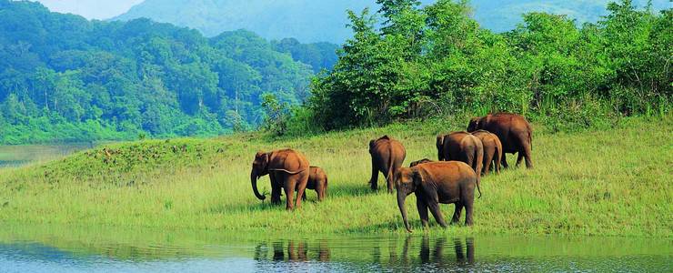 koyna wildlife sanctuary safari booking