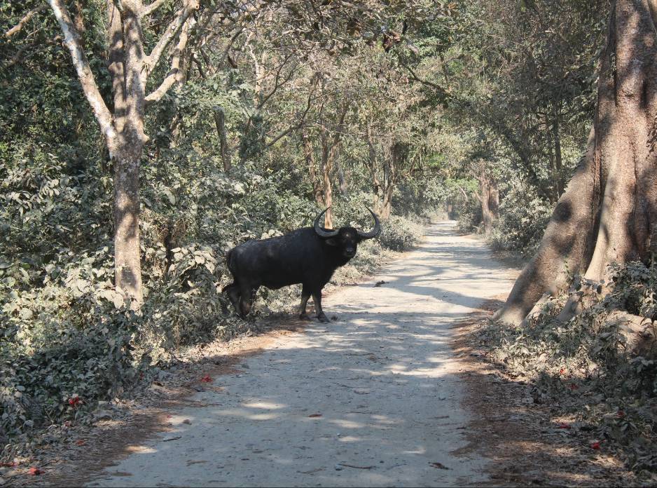 manas-national-park-heritage-timings-information-entry-fee