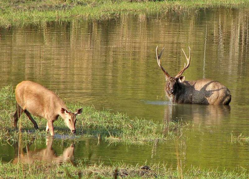 Rajaji National Park Uttarakhand, History, Timings, Entry fees, Wildlife