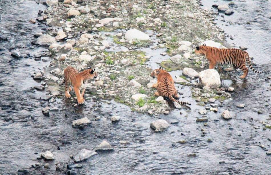 Rajaji National Park Uttarakhand, History, Timings, Entry fees, Wildlife