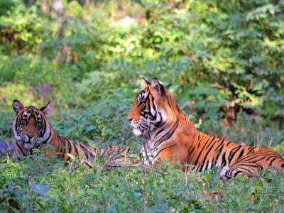 Travel Guide Ranthambore National Park Sawai Madhopur