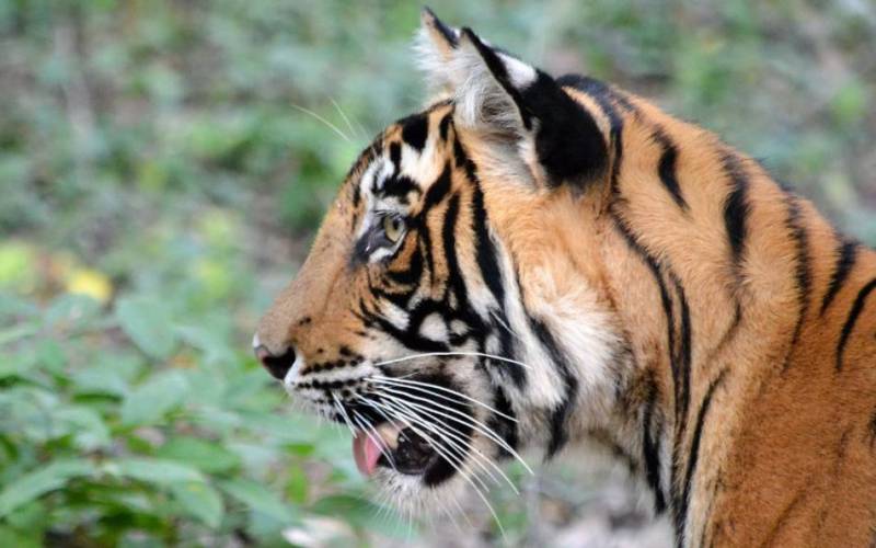 Ranthambore National Park