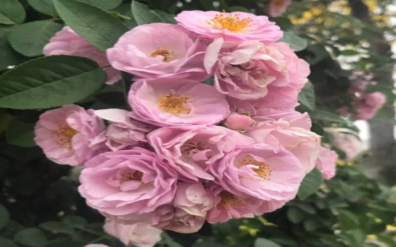 Rose Festival in Chandigarh