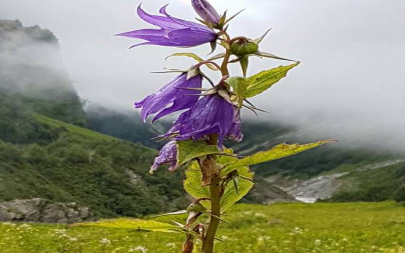 Valley of Flowers