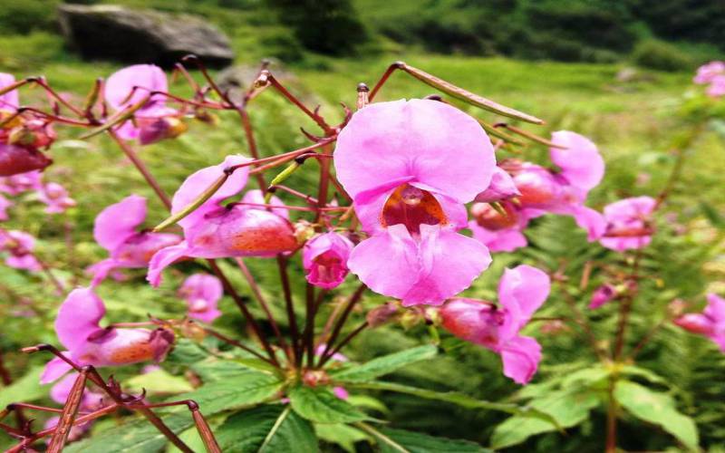 Valley of Flowers National Park Uttarakhand