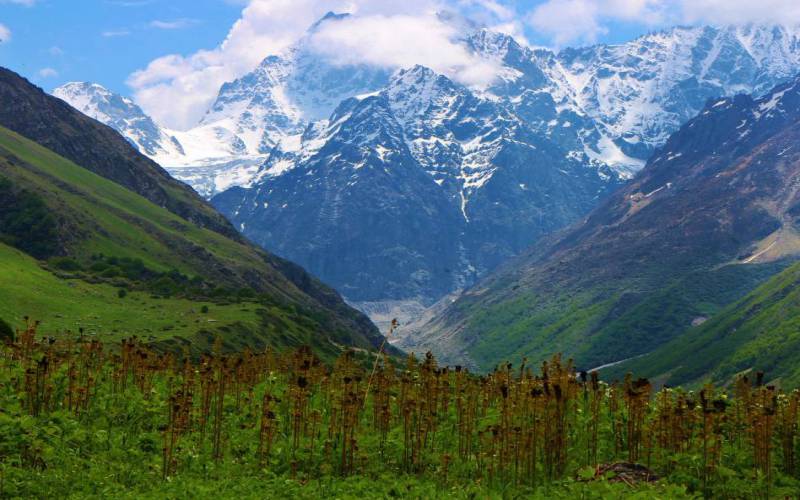 Valley of Flowers National Park in India