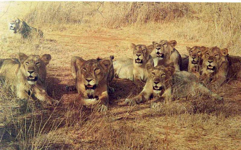 Gir Forest National Park