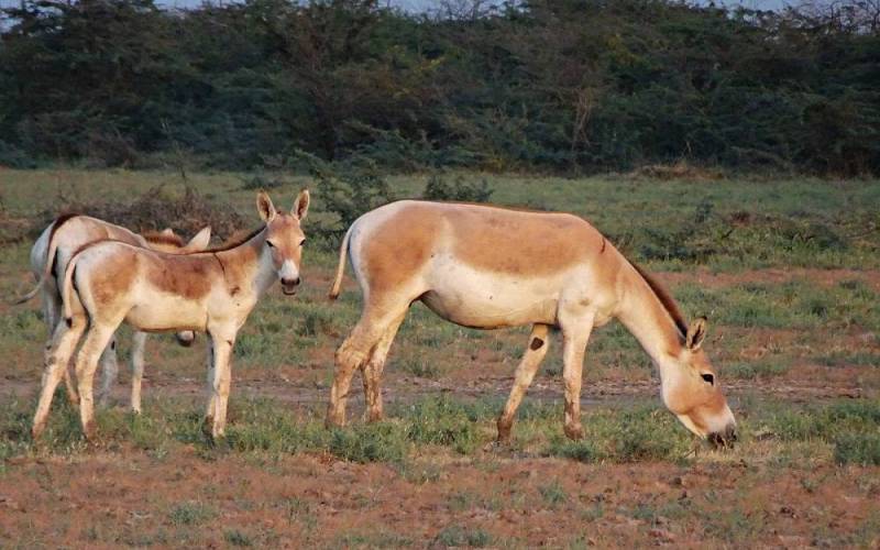 Indian Wild Ass Sanctuary in Gujarat