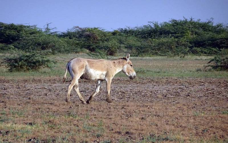 Indian Wild Ass Sanctuary in Little Run of Kutch
