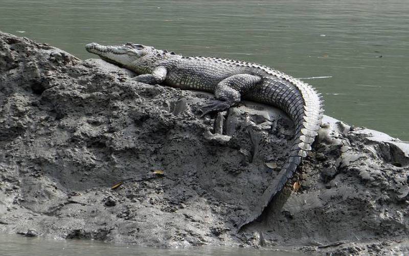 Sunderban National Park In India