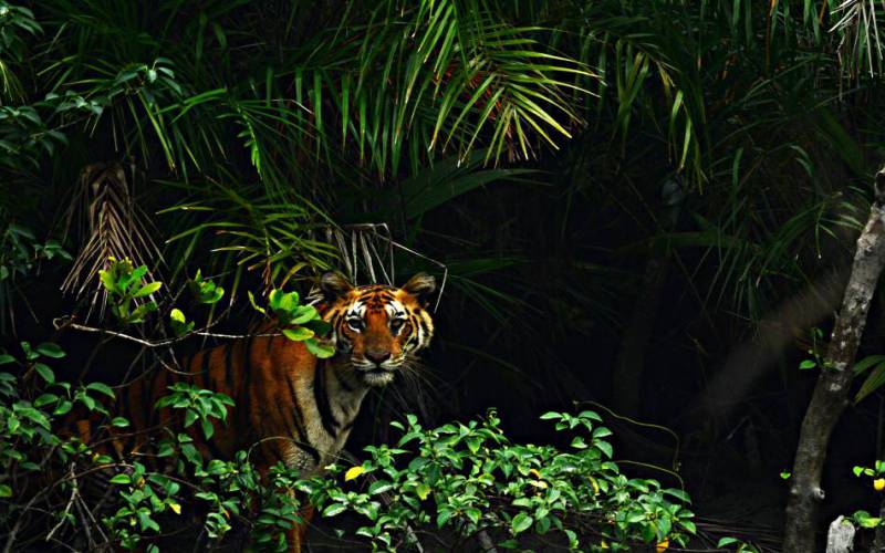 Sunderban National Park