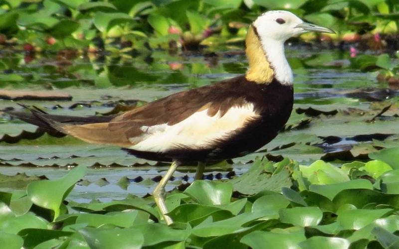 Kumarakom Bird Sanctuary in Kerala