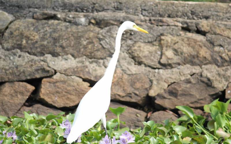 Kumarakom Bird Sanctuary Kottayam