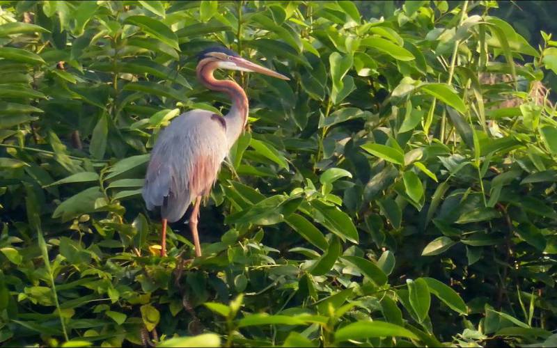 Kumarakom Bird Sanctuary  Kerala