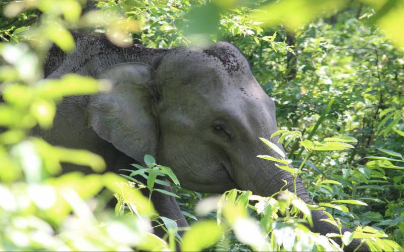 Manas National Park Assam