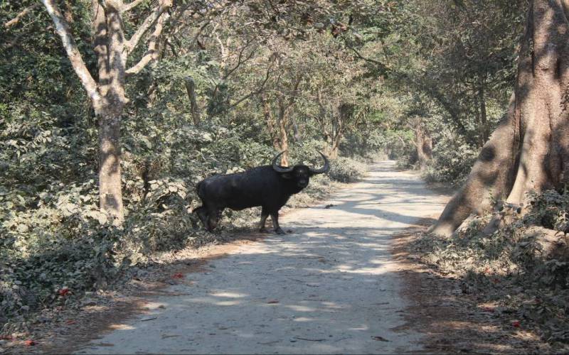 Manas Wildlife Sanctuary
