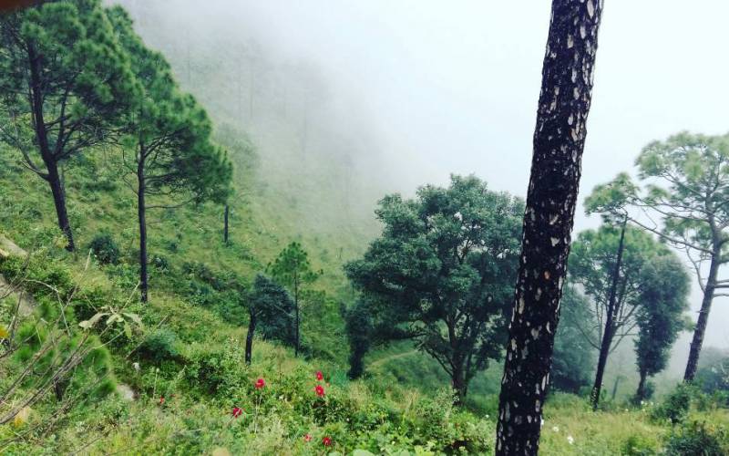 Kasauli, Himachal Pradesh