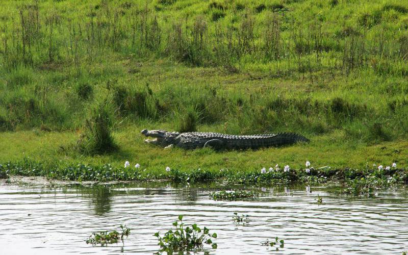 Chitwan National Park Jungle Safari
