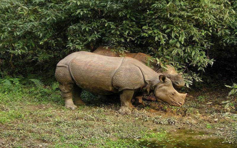 Chitwan National Park Jungle