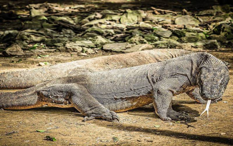 Komodo Dragon Island in Indonesia