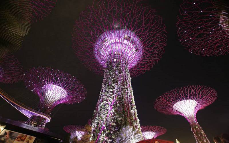 Supertree Grove in Singapore