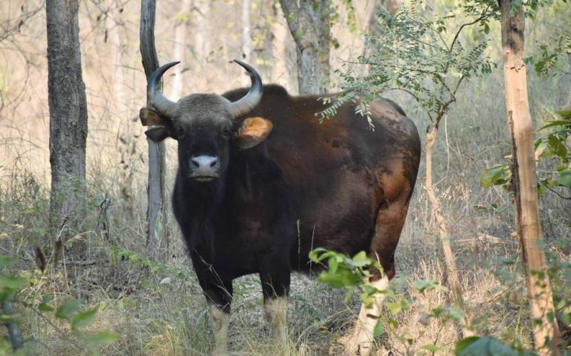 Satpura Tiger Reserve, Hoshangabad 