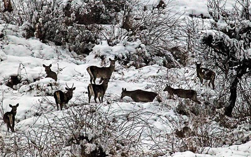 Khangchendzonga National Park Gangtok, Sikkim
