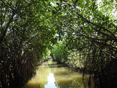 Pichavaram Mangrove Forest