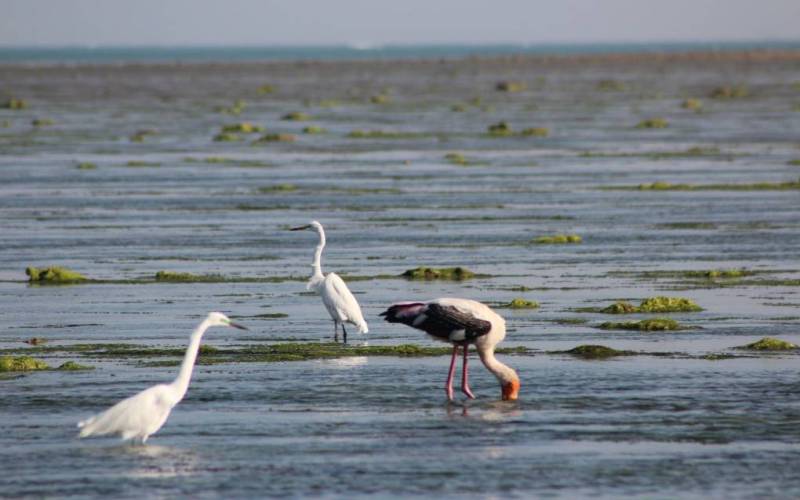 Narara Marine National Park Jamnagar