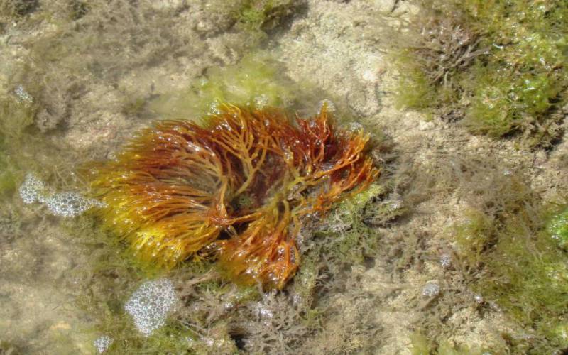 Narara Marine National Park in Jamnagar